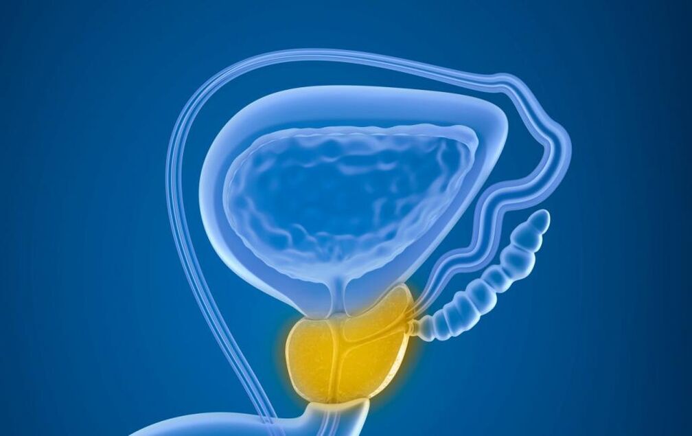 The prostate